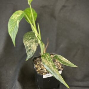 Epipremnum pinnatum var.