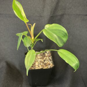 Philodendron Florida (green)