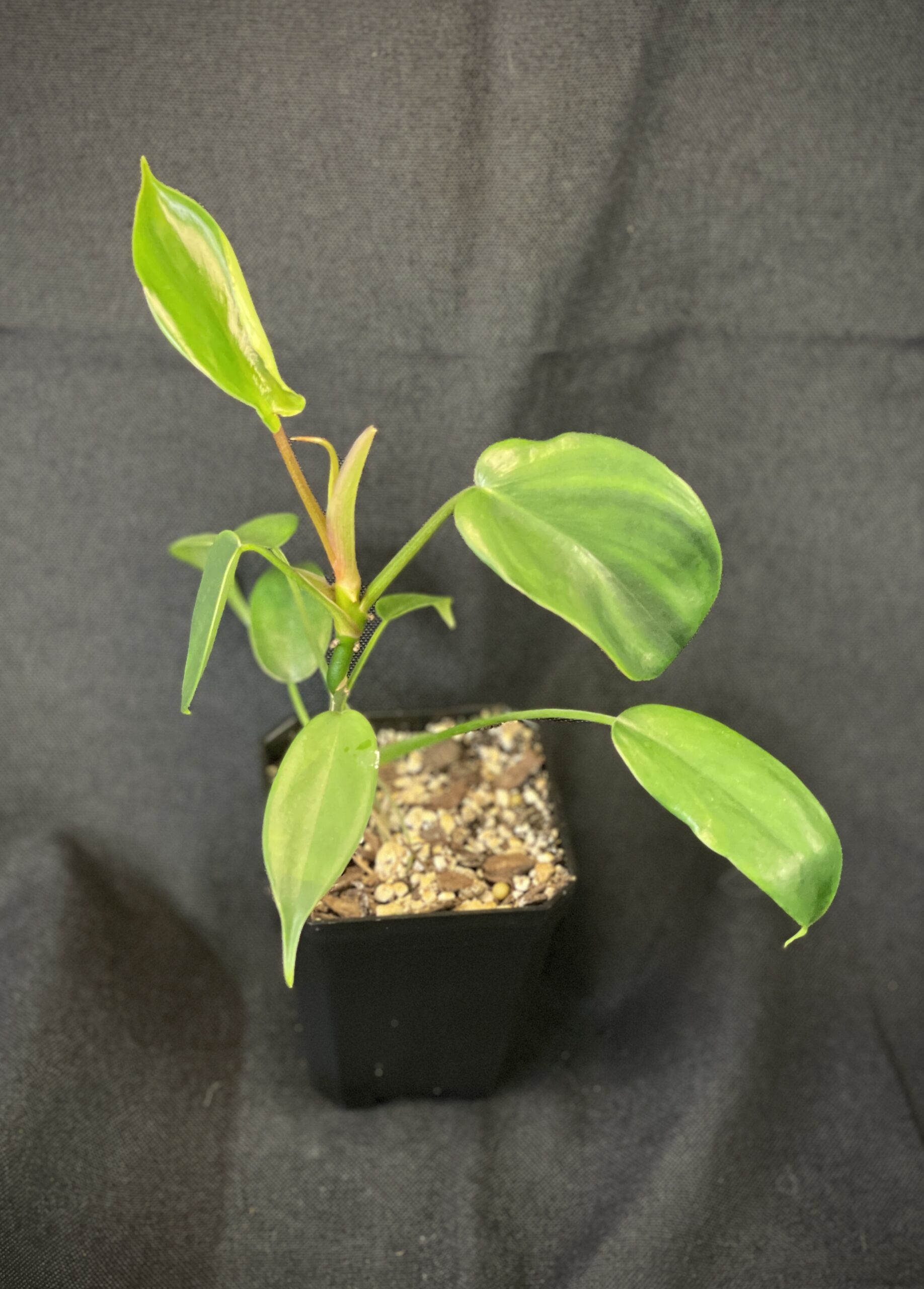 Philodendron Florida (green)