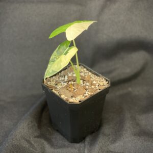 Alocasia Frydek (variegated)