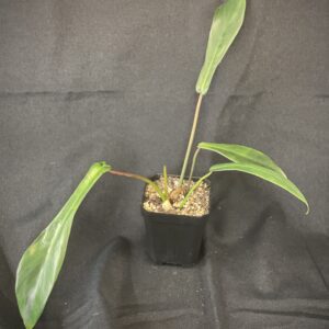 Philodendron Joepii