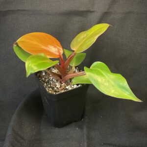 Philodendron McColley's Finale