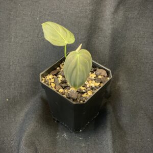 Philodendron Melanochrysum