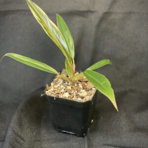 Philodendron Caramel Marble/Pluto