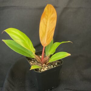 Philodendron Prince of Orange
