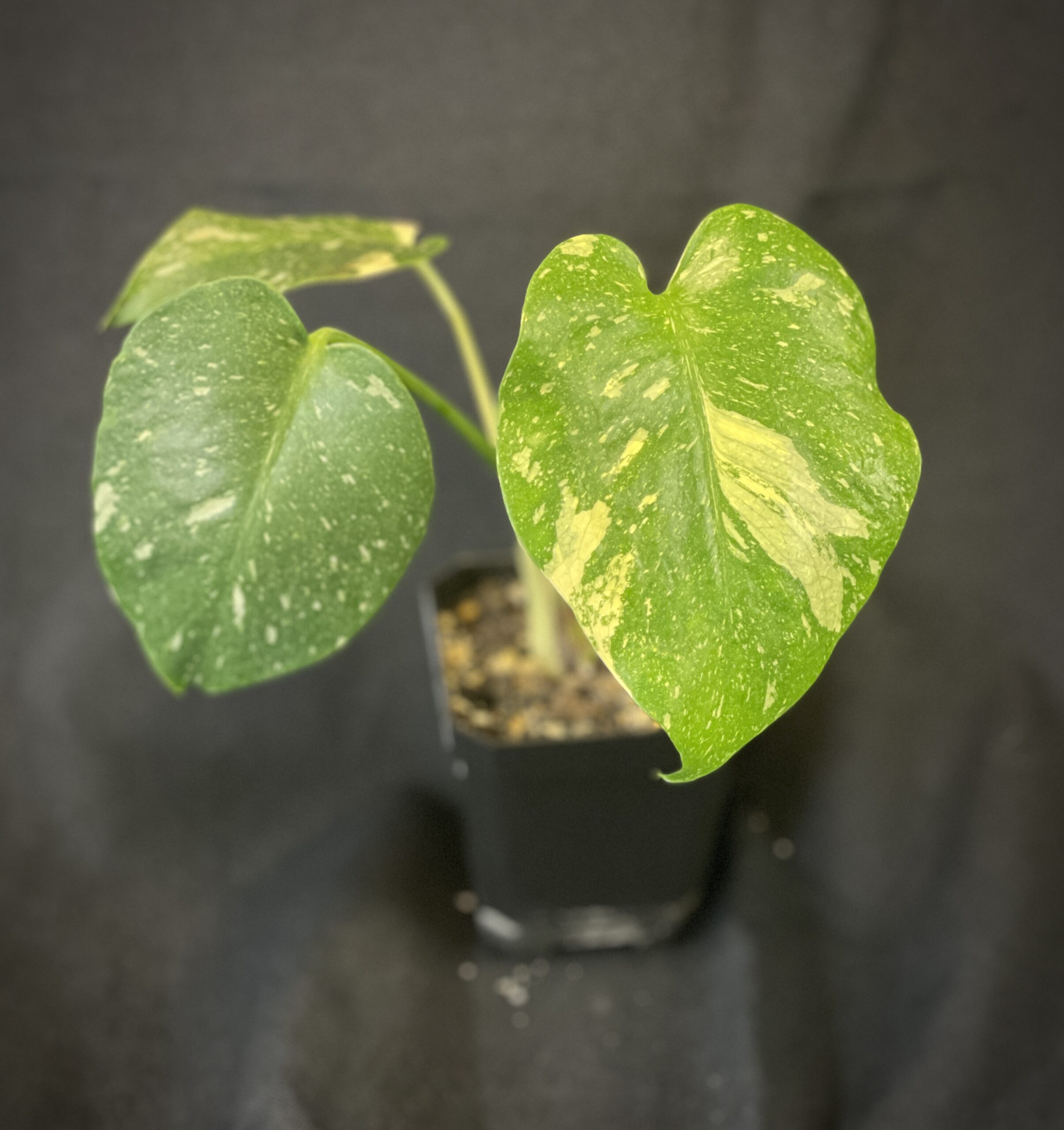 Monstera Deliciosa Thai Constellation