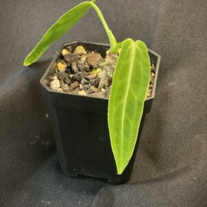 Anthurium Warocqueanum