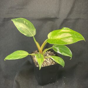 Philodendron White Princess