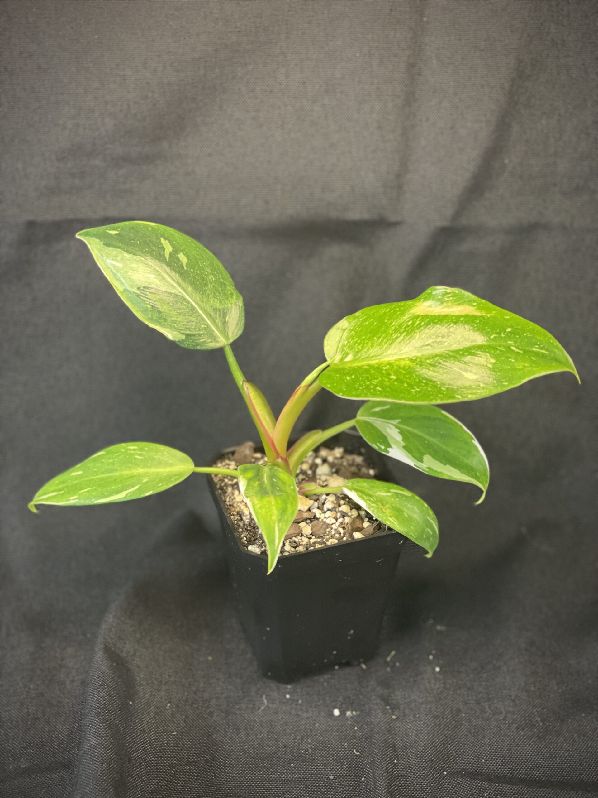 fertiliser for indoor plants Indoor Plant Food - Versatile, Bioavailable Liquid Fertilizer main image 0