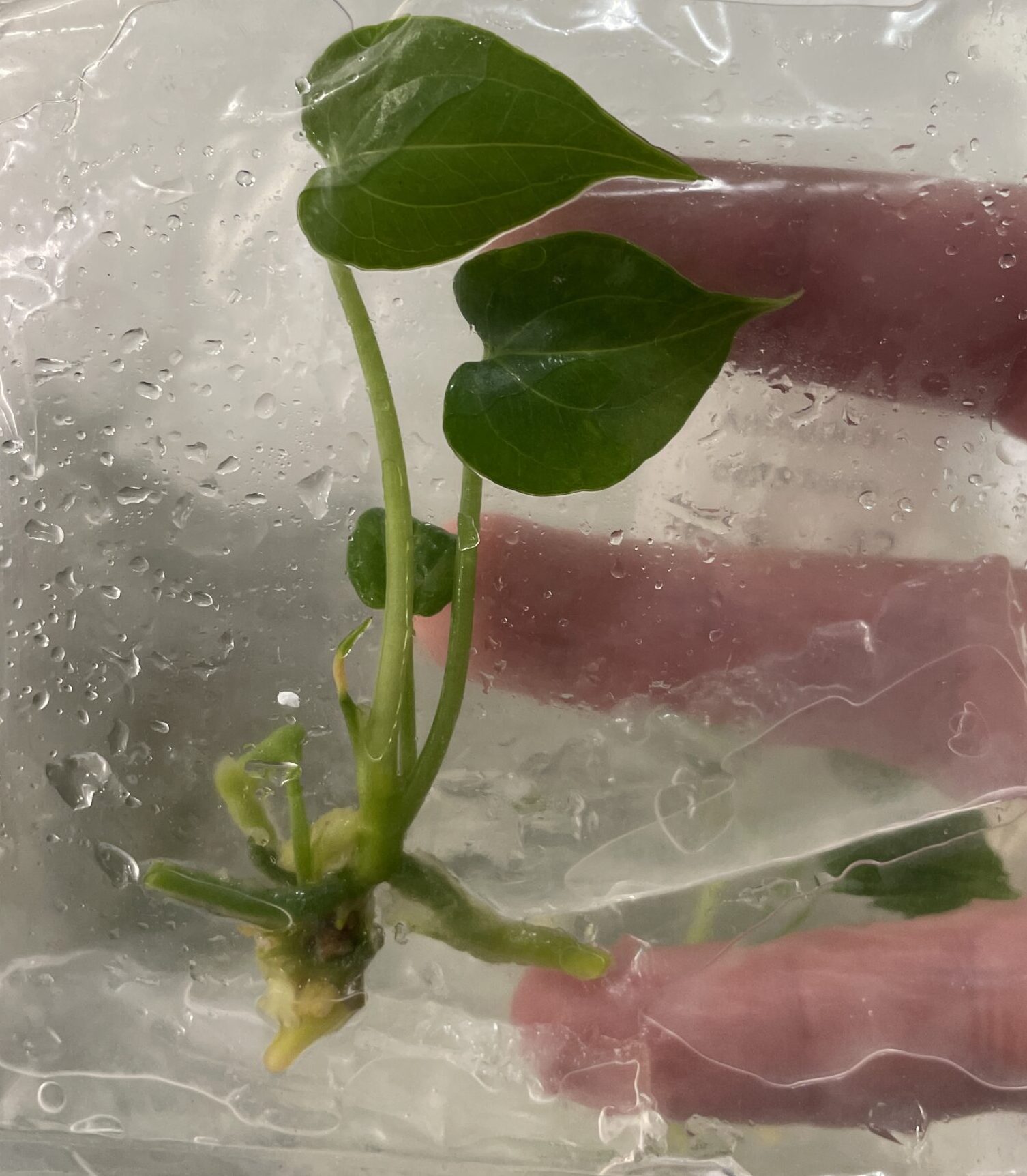Anthurium Delta Force