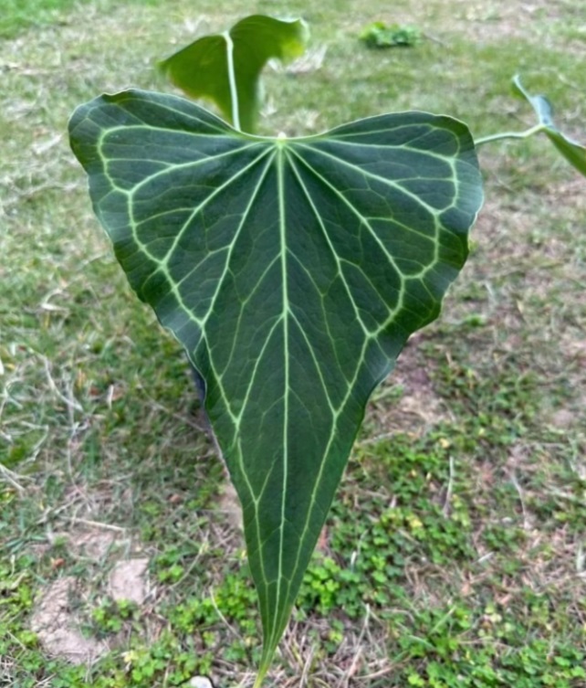 Anthurium Delta Force - Image 2